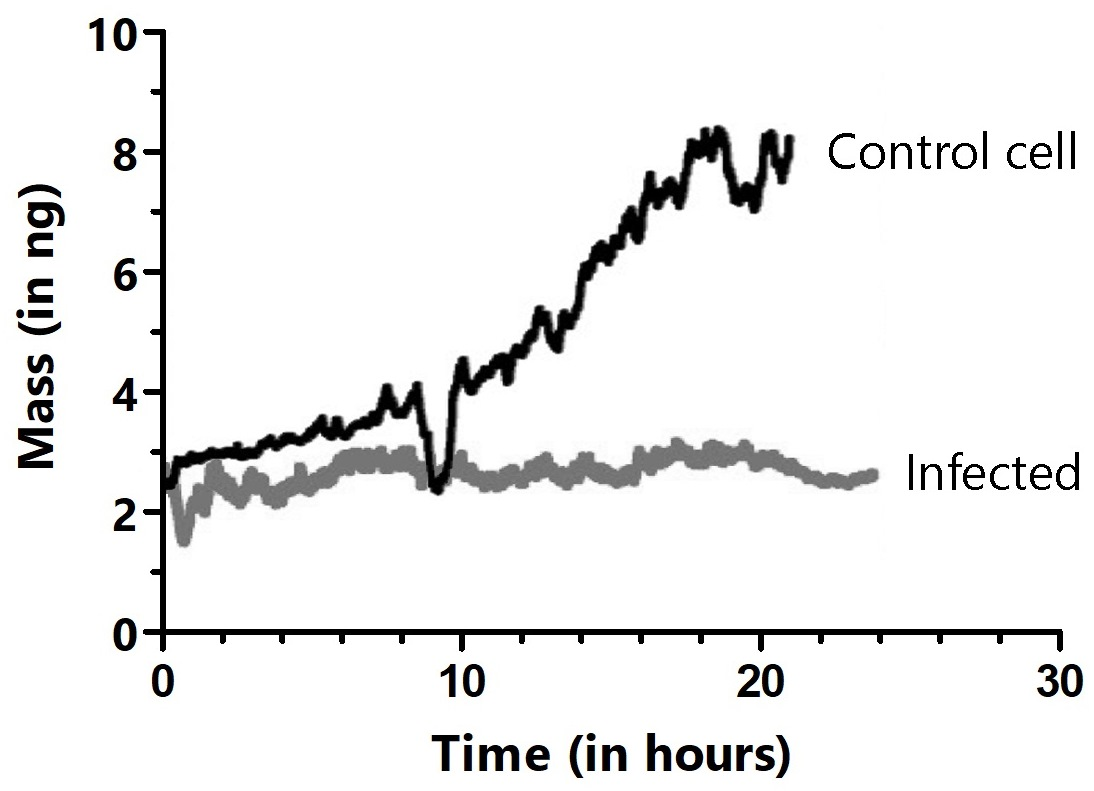 Long-term cultivation and mass monitoring of control (black trace) and virus-infected HeLa cells (gray trace). Cells were infected by bringing the cell attached to the cantilever in contact with an infected cell in the Petri dish. The dips in the black trace show where mitosis occurred, during which cells rounded up and adhered only weakly to the cantilever.