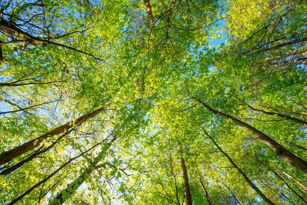 How Does Nanotechnology Address Problems in the Environment?