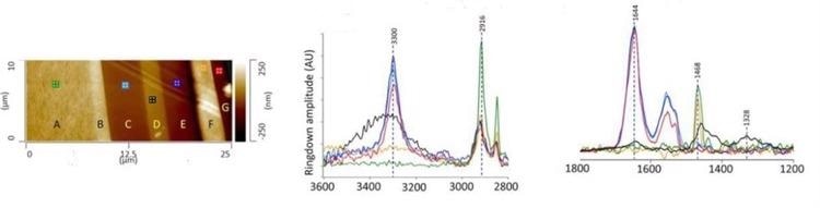 Figure 1. (a). AFM height image showing cross sectioned multilayer film. AFM-IR spectra at 2800-3600 cm-1 (b) and 1200-1800 cm-1 (c); spectra collected from layers C, E, and G are consistent with a polyamide. The IR spectrum recorded from layer D, which can be considered as the barrier layer in the film, is consistent with polyethylene-co-(vinyl alcohol) (EVOH). Image Credit: Bruker Nano Surfaces???????