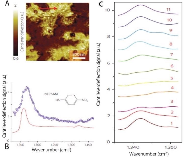 (a) AFM deflection image showing SAM’s of NTP on gold substrate. (b) Comparison of AFM-IR spectrum (blue) and ATR spectrum (red) of NTP SAM’s. (c) Array of AFM-IR spectra collected across red line shown in (a) demonstrating spatial resolutions of ~20 nm.