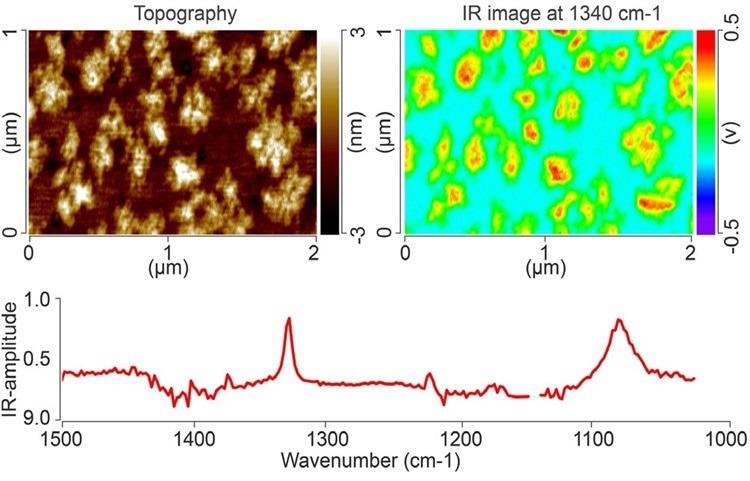 AFM topography image (top left), and IR absorption image at 1340 cm-1 (top right) of a monolayer island film of PEG on gold. An AFM-IR spectrum of one of the PEG islands is shown below