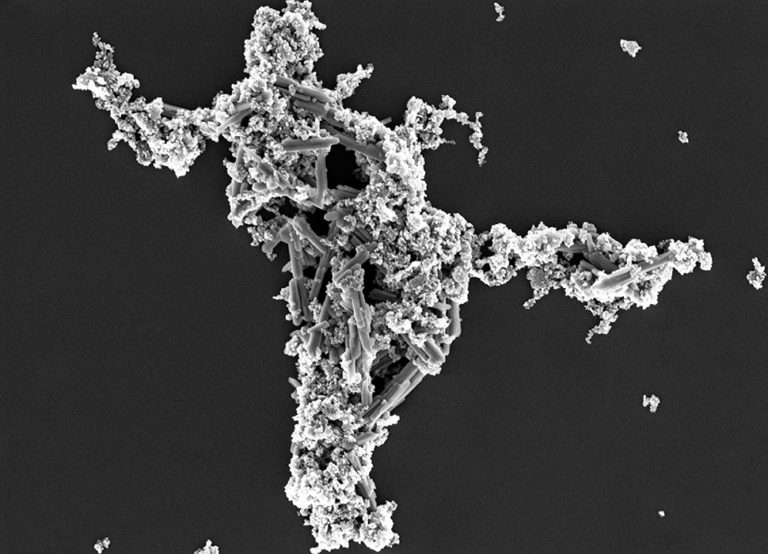 SEM image of the same surface