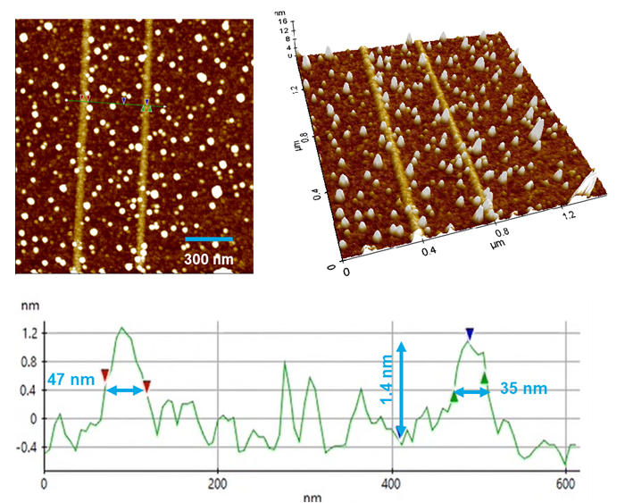 Nanolithography process. (Top Left) Post-scan image. Top Right) 3D View. (Bottom) Line profile plotted of green line seen in Top Left.