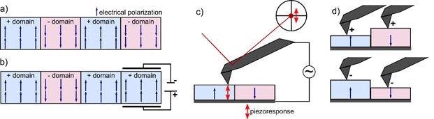 a) Schematic of ferroelectric domains with parallel electric polarization (small blue arrows). The random formation of + and –domains cancels out a macroscopic polarization. b) The application of a local electric field selectively switches the orientation of a –domain to a +domain. c) PFM work principle: an AC voltage applied between tip and a conductive back electrode below the sample introduces an oscillating piezoresponse (red double arrow) in the ferroelectric. The cantilever detects the oscillating piezoresponse via the optical beam deflection method. d) Depending on the domain orientation below the tip the material either expands or contracts, leading to 180° phase shift between oppositely oriented out of plane domains.