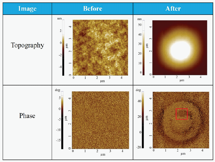 Topography and Phase image before and after heating the sample at 230 °C and applying 1 V DC voltage between the sample and the tip.