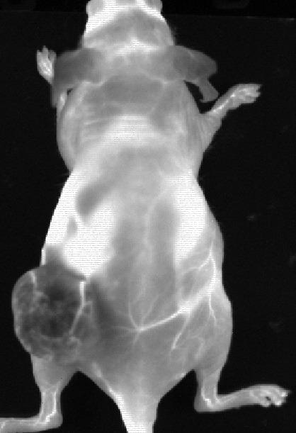 Data from an experiment mouse that had Ovarian tumour (SKOV-3) in the left flank following an IV injection of PbS QDots that have peak emission 1300 nm. The negative contrast in the tumour indicates a tumour barrier preventing contrast perfusion into the tumour. We also clearly see the blood vessels feeding the tumour. Image courtesy of the Preclinical Imaging Laboratory of the National Research Center in Ottawa
