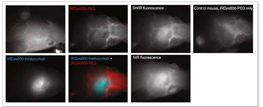 Targeted SWIR imaging in vivo with IRDye 800 CW of a nude mouse with a brain tumour from implanted human BT474 breast cancer cells.Three days after injecting IRDye 800 CW–trastuzumab conjugate, fluorescence from the labelled tumour was imaged noninvasively through skin and skull on a SWIR camera. [4]