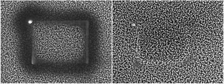 Silicon grass sample that was irradiated for 10 minutes. The left image was taken after contamination deposition and is shown untreated. The image on the right was taken after a 60-minute in-situ treatment of the sample with Evactron anti-contamination device. 50,000x.