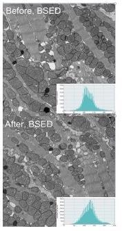 The block face of mouse heart tissue was scanned 20x and imaged before and after plasma cleaning.
