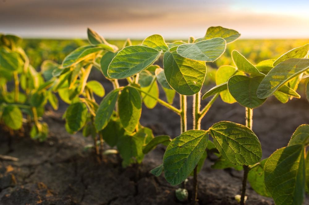 Agricultural Applications of Nanofibers