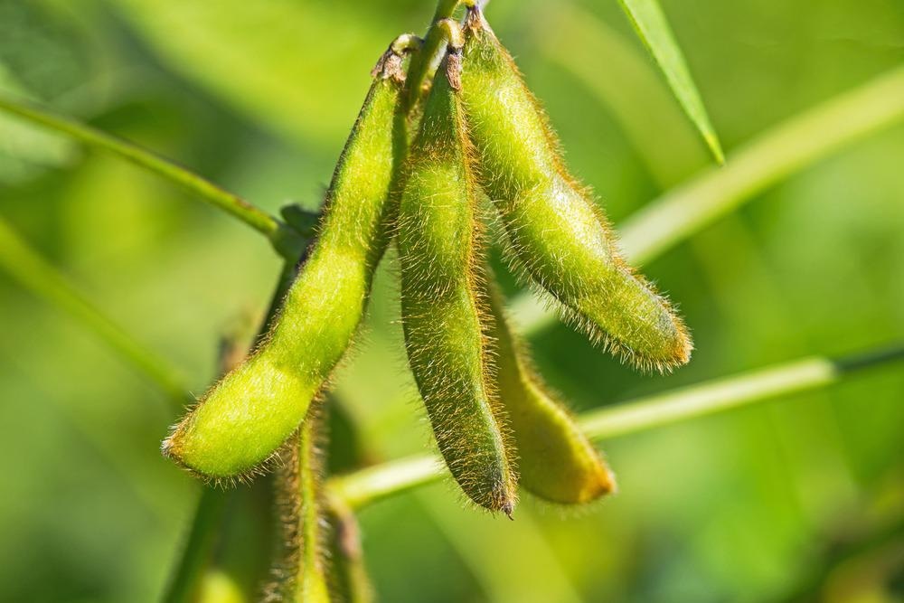 Agricultural Applications of Nanofibers, soybean plant