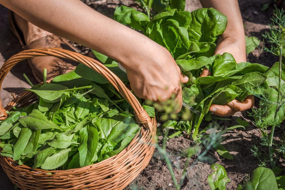 Agricultural Applications of TiO2