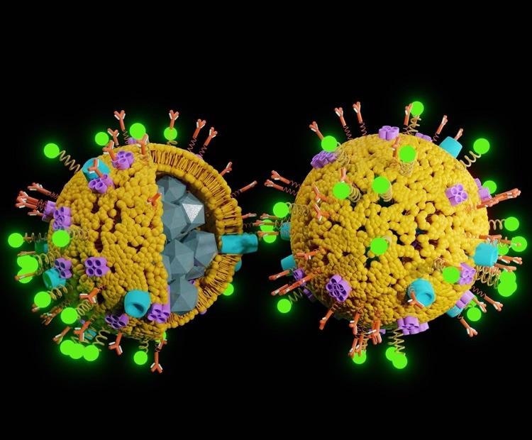 Using Hybrid Nanoparticles to Deliver siRNA to Different Cell Types, siRNA, nanoparticles