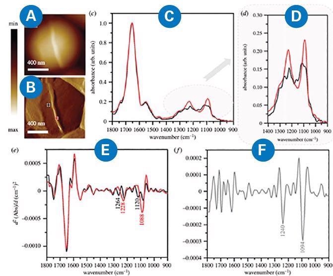 (A) AFM height and (B) AFM deflection image of the dividing cell collected prior to recording AFM-IR spectra at the marked points, from which spectra were recorded (non-septum in black and forming septum in red). Size of the area imaged by AFM: 1.17 1.15 mm. (C, D) Comparison of AFM–IR spectra recorded from septum (red) and non-septum (black) of the S. aureus cell during division in the spectral range (C) 1800–900 cm-1 and (D) 1400–900 cm-1. Spectra were normalized to amide I band. (E) The second derivatives of spectra presented in (C), with marked prominent differentiating bands. (F) The second derivative of a differential spectrum obtained by subtraction of non-septum spectrum (C, black) from the septum spectrum (C, red), with prominent bands marked. Adapted from Kochan et al9.