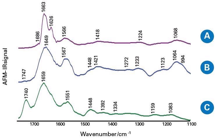 The averaged AFM-IR spectra of the salivary glands tissue sections in the spectral range 1800–900 cm-1; the fibril-like structure of tumor tissue (A), the areas outside the fibrils of tumor tissue (B) and the margin tissue (C)