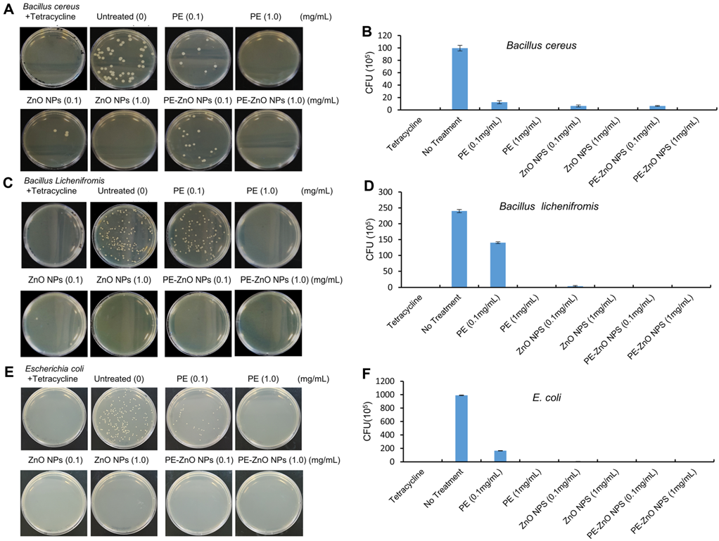The antibacterial efficiency of the PE, ZnO NPs, and PE-ZnO NPs against Bacillus cereus, Bacillus licheniformis, and Escherichia coli. The colony-forming units (CFU/mL) of PE, ZnO NPs, and PE-ZnO NPs.