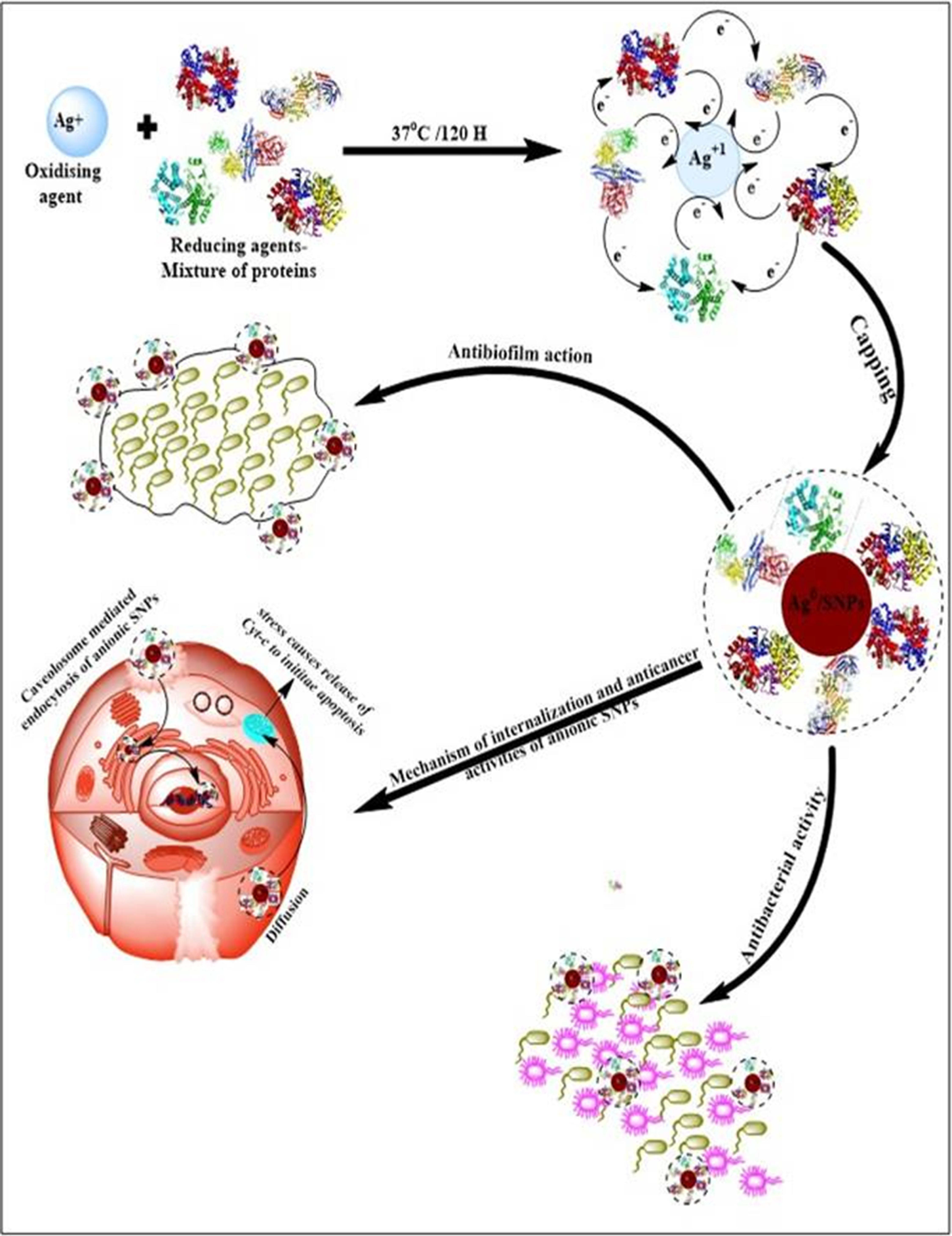 Schematic representation of the mechanism of B. hispida fruit proteins mediated synthesis of biogenic AgNPs and their roles in anticancer, antibacterial, and antibiofilm agents.
