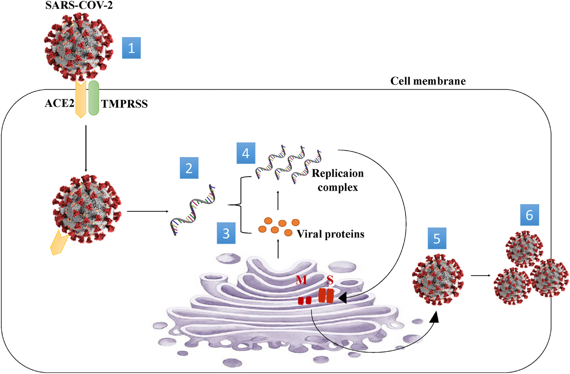 Mechanism of SARS-CoV-2 entry into the cell. (1) Spike protein on the virion binds to ACE2. TMPRSS2, an enzyme, helps the virion enter. (2) The virion releases its RNA. (3) Some RNA is translated into proteins by cell machinery. (4) Some of these proteins form a replication complex to make more RNA. (5) Proteins and RNA are assembled into a new virion in the Golgi and 6 Released.