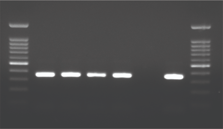 The Impact of Different-Sized Nanoparticles on Streptococcus Species
