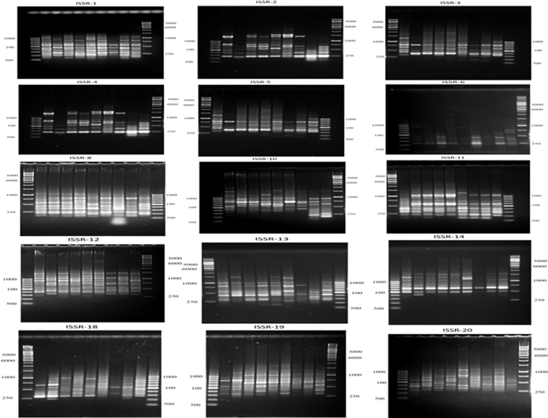 A representative agarose gel where PCR products of the 15 ISSR primers for the nine treatments.
