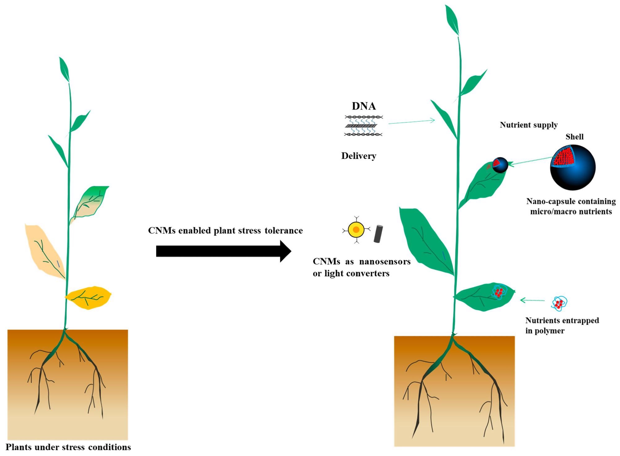The role of CNMs in nanosensors, agrochemical delivery, and light converters in agriculture.