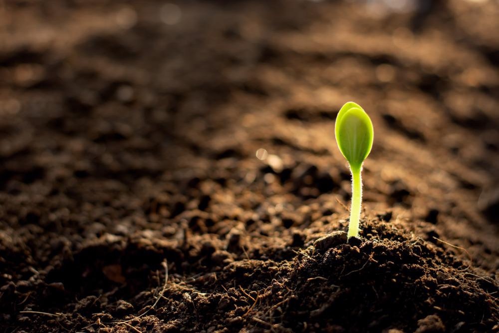 Nanoparticles in Soil; What is the Risk?