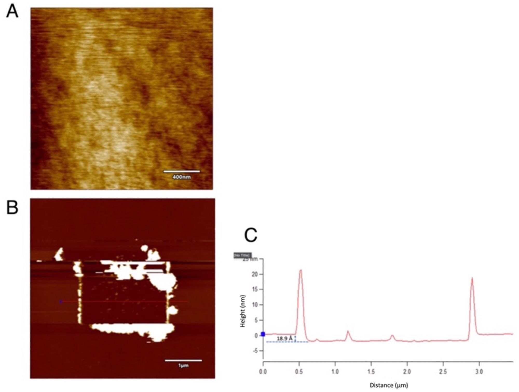The contact mode scanning over silicon surface using a single crystal diamond tip: (A) The polished 2 × 2 µm area by contact mode scanning with a force of 2 µN. (B) The accumulation of debris on the sides and the (C) line profile show a depression of 1.89 nm. Tip bias: 0 V and RH ~75%.