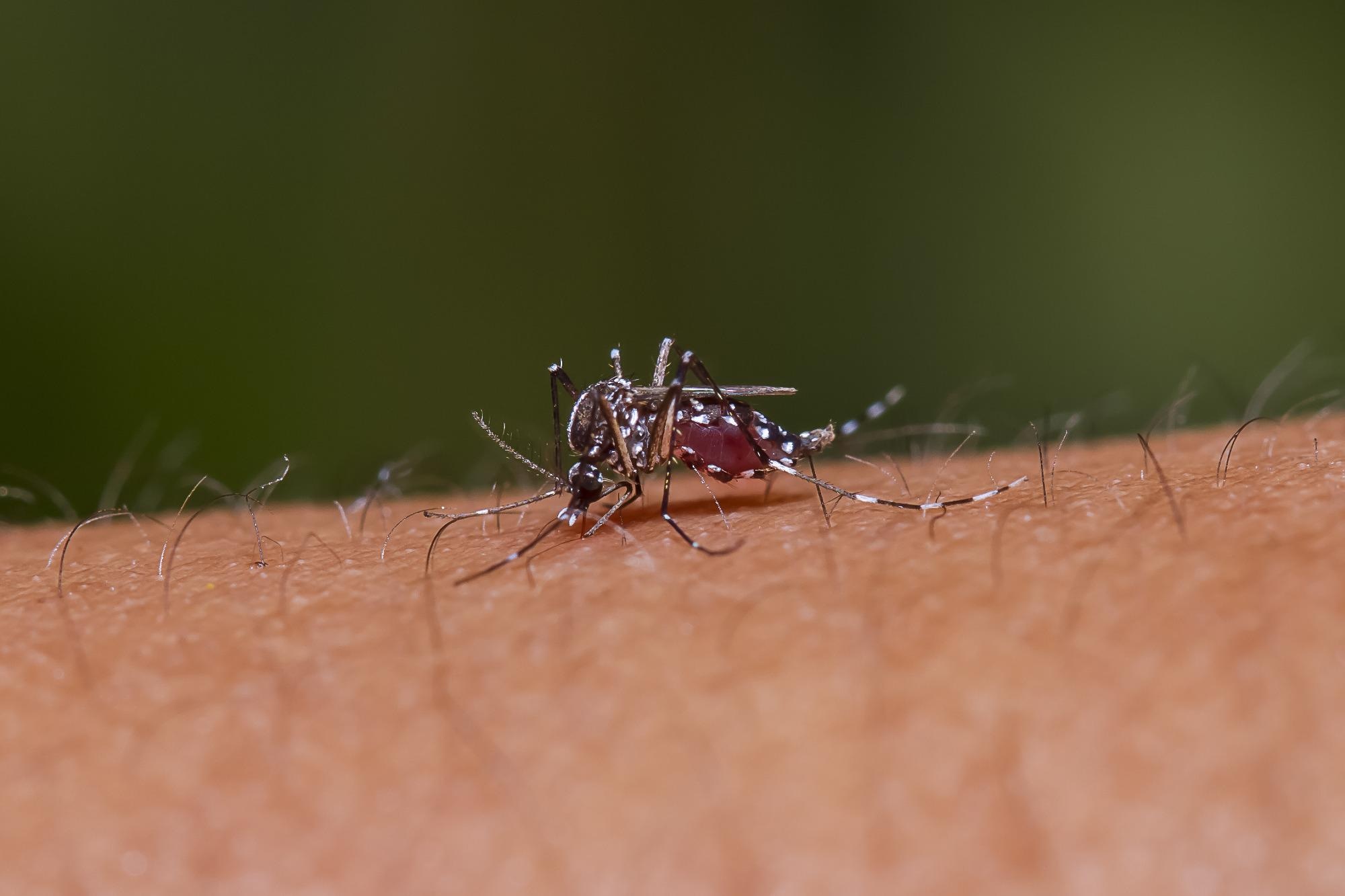 Using Nanotechnology to Detect Animal-Borne Diseases.