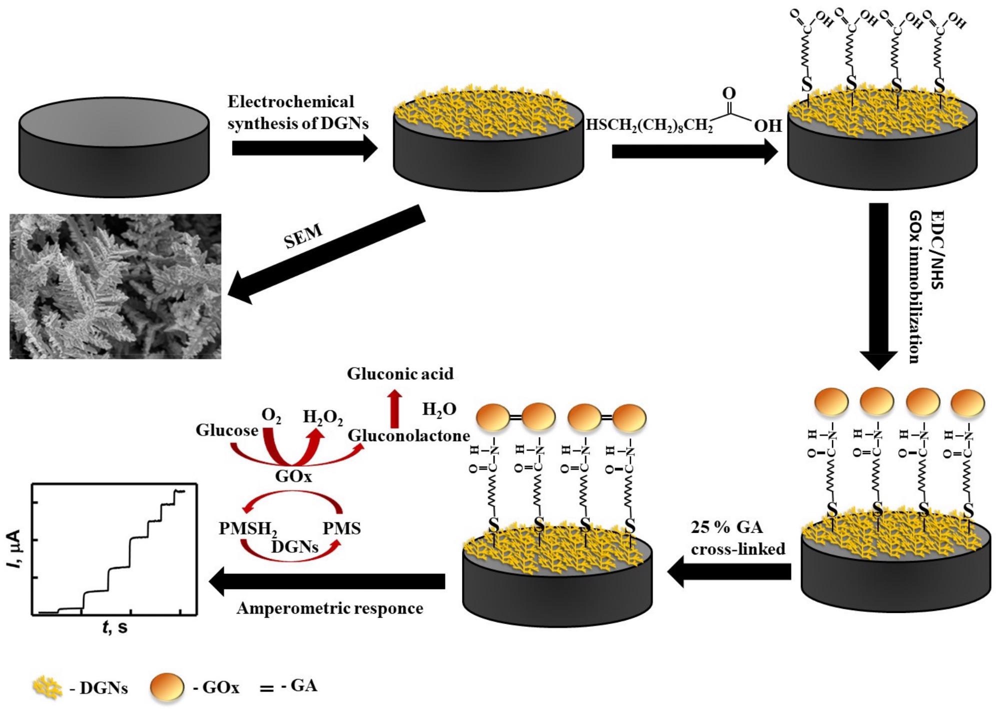 Schematic representation of the modification of the GR electrode by DGNs, immobilization of GOx using the third method, and electrochemical determination of glucose by the developed biosensor.
