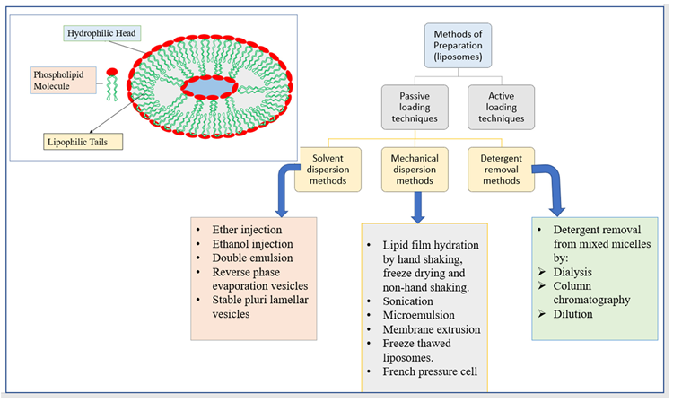 The structure of liposomes and different methods of preparation of liposomes.