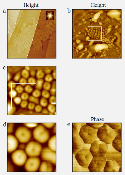 Height (a,b,c,d) and phase (e) images of F14H20 layers on HOPG showing their selfassemblies in ultrathin layer (a) and in thicker adsorbate in (b-e). White square in (b) indicates the location of zoomed-in area in (c), and white square in (c) indicates the zoomed-in area in (d,e). The black arrow in (b) indicates larger toroids. (a) Image size: 4 x 4 µm2, height range: 6 nm. (b) Image size: 1 x 1 µm2, height range: 25 nm. (c) Image size: 0.3 x 0.3 µm2, height range: 8 nm. (d,e) Image size: 0.15 x 0.15 µm2, height range: 10 nm, phase range 8°.