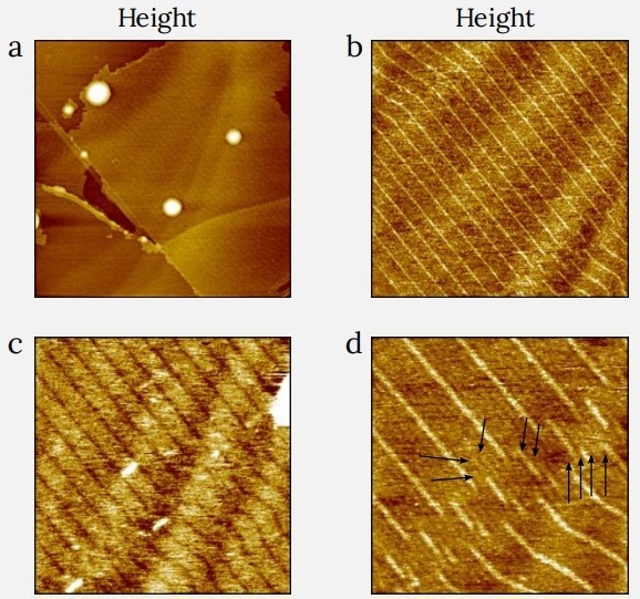 Height images of C242H486 layer on HOPG. The images in (a), (b) and (d) were obtained at low force, and the image in (c) - at higher tip-force. Arrows in (d) point out the fine sub-lamellar features most likely caused by lateral chain folding. (a) Image size: 1.5 x 1.5 µm2 , height range: 11 nm. (b) Image size: 0.5 x 0.5 µm2 , height range: 0.25 nm. (c) Image size: 0.4 x 0.4 µm2 , height range: 0.3 nm. (d) Image size: 0.2 x 0.2 µm2 , height range: 0.25 nm.