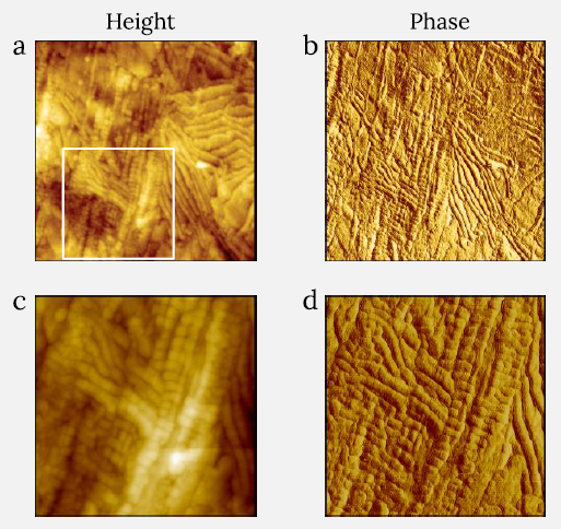 eight (a) and phase (b) images of melt-crystallized HDPE sample measured with CleanDrive technique. Image size: 1.2 x 1.2 µm2, height range: 34 nm, phase range 18°. White square in (a) shows the area where images (c) and (d) were recorded. Image size for (c) and (d) is 0.6 x 0.6 µm2, height range: 42 nm, phase range 10°.