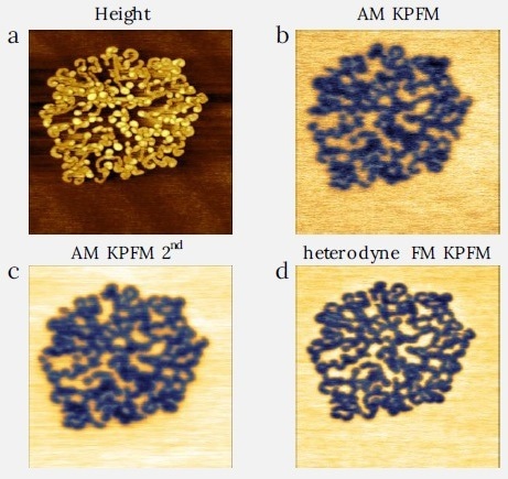 Comparison between the AM and FM KPFM modes on fluorinated alkane sample F14H20. Image size: 2 x 2 µm2. FM KPFM shows best contrast. (a) height range: 4 nm, (b) CPD range: 0.9 V, (c) CPD range: 1.1 V, (d) CPD range: 2 V.