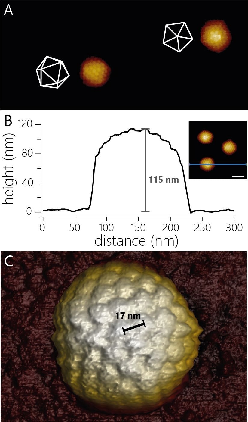 A) AFM topography of two virus capsids adsorbed to a modified glass surface. The capsids adsorbed in different orientations. The white wireframes indicate the surfaces of the capsids facing upwards. Image width 940 nm, color scale 55 nm. B) Cross-sectional profile of one of the three capsids shown in the inset (scale bar 100 nm). The capsid shows an apparent height of 115 nm. C) 3D render of AFM topography of a virus particle at higher resolution than in A). The individual capsomers can be observed and the center-to-center distance determined (17 nm).