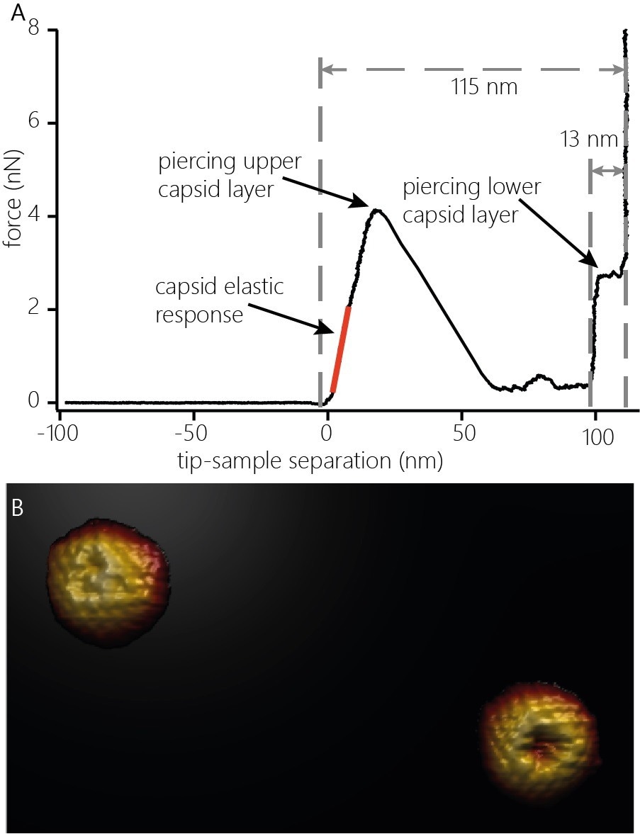 A) Indentation curve on an HSV-1 capsid. The curve shows the elastic response (stiffness, orange line) of the capsid upon application of force, the penetration of the upper protein layer and the penetration of the lower capsid layer. The distinct features of the force curve also allow estimating the height of the capsid (115 nm) and the thickness of the protein layer (13 nm). B) 3D render of two capsids after indentation. The capsids were indented with the cantilever until both capsid layers were penetrated and re-imaged. The defect caused by indentation as well as capsomers not directly affected by the indentation can be clearly resolved. Image width: 705 nm.