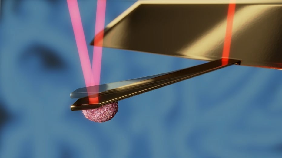 Schematic of the PicoBalance setup. The cantilever is oscillated at about 0.5 nm amplitude using an intensity modulated laser at the base of the cantilever (dark red). Another laser focused on the free end of the cantilever (light red) is used to monitor the resonance frequency of the cantilever. The mass of the cell attached to the cantilever and its change can be derived from the resonance frequency and its change.