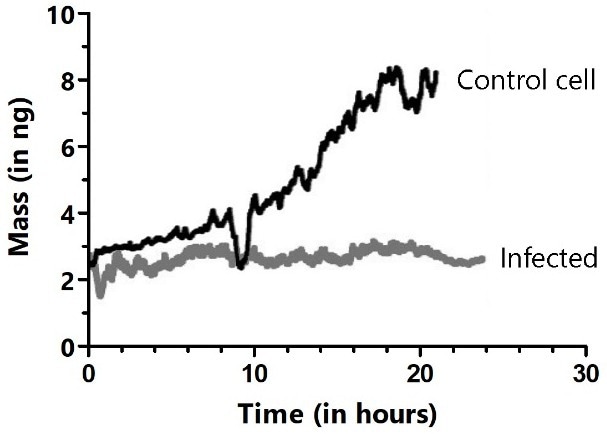 Long-term cultivation and mass monitoring of control (black trace) and virus-infected HeLa cells (gray trace). Cells were infected by bringing the cell attached to the cantilever in contact with an infected cell in the Petri dish. The dips in the black trace show where mitosis occurred, during which cells rounded up and adhered only weakly to the cantilever.