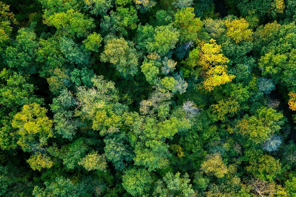 sustainable, trees