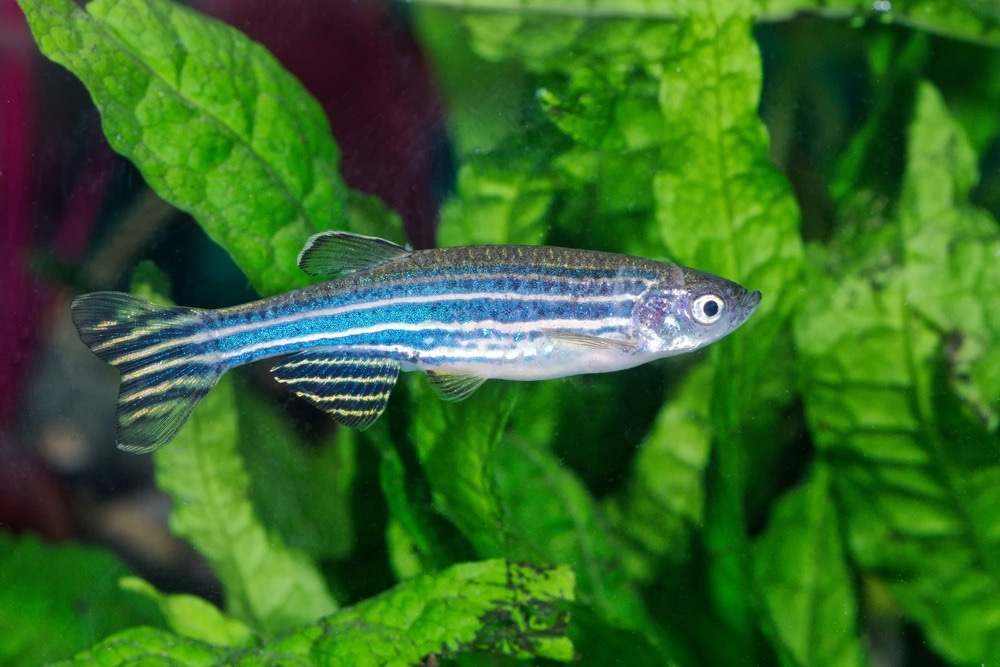 Imaging Zebrafish with Quantum Dots