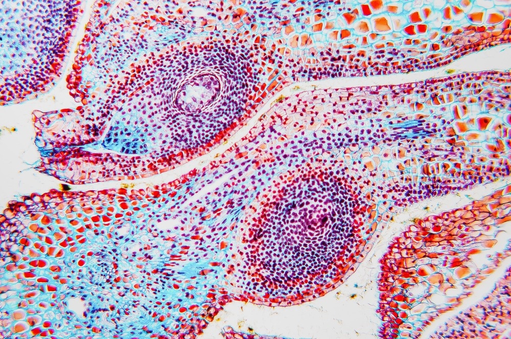 Two-Photon Microscopy | A Guide