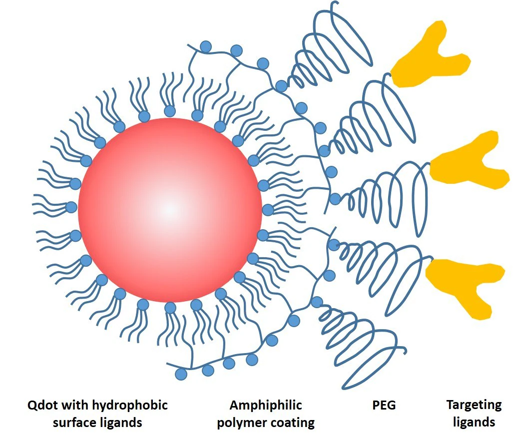 Schematic drawing of a common QD probe featuring a core particle capped by a layer of hydrophobic ligands, an amphiphilic encapsulating polymer layer for solubility, a polyethylene glycol (PEG) layer for non-specific binding reduction, and a targeting ligand for biomolecular recognition