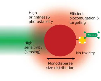 The properties of an ‘ideal’ fluorescent nanomaterial