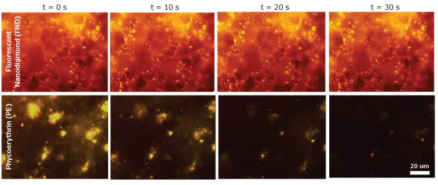 Time-lapse of blood clots incubated with a biotinylated platelet activation antibody (anti-CD41-biotin), incubated with streptavidin conjugated to either fluorescent nanodiamond (top) or phycoerythrin (PE) (bottom). PE quickly degrades, while the fluorescent nanodiamond (FNDs) signal remains constant.
