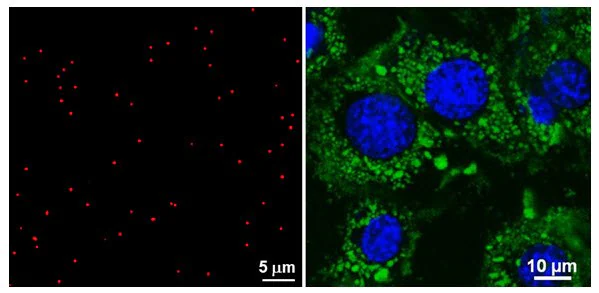Confocal microscopy image of 120 nm fluorescent nanobeads (Prod No. 797863) on a glass slide (Left), or internalized by A549 cells (Right). A very bright and stable signal is generated by the nanobeads. The biocompatibility and customizable surface chemistry allows successful applications, such as biological imaging and targeted drug delivery