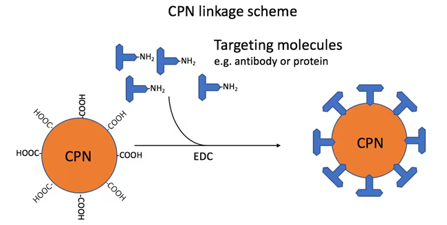 Figure 1. Linkage scheme: CPNs linked via carboxyl groups to amino groups on targeting molecules, such as antibodies. This reaction is mediated by the use of 1-ethyl-3-(3-dimethylaminopropyl)carbodiimide (EDC). The ratio used in the standard linkage protocol would attach approximately 40 antibody IgG to each CPN. Image Credit: Merck