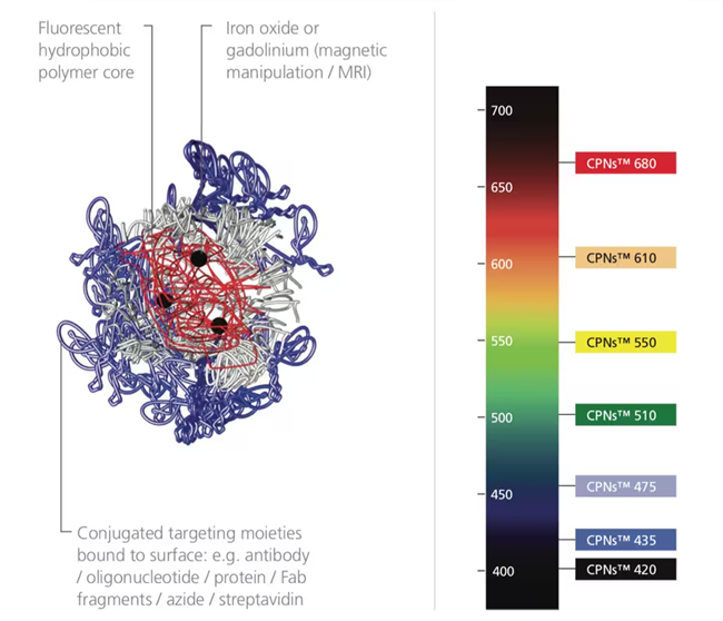 Figure 3. CPN structure alongside a light spectrum labeled with the range of CPNs available. CPNs absorb with a notable Stokes shift, larger than many organic dyes. Image Credit: Merck