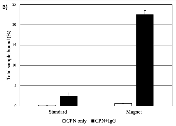 Figure 4. A) Solutions of CPNs under UV illumination and magnetic fields, outlining their dual modality for magnetism and fluorescence. (Edited and reprinted from Howes et al.)2 B) CPNs increase propensity for binding in a plate-based IgG binding assay. CPNs either unlinked or linked to IgG were incubated on plates coated with protein A/G to measure binding events. CPNs linked to IgG display a far stronger assay signal when a magnet is applied, as CPNs are pulled down towards the bottom of the plate, locally increasing their concentration at the site of the target. Image Credit: Merck