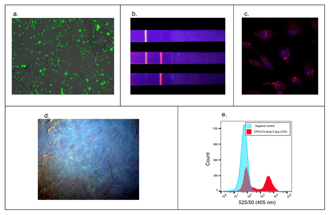 Figure 7. Versatility in a wide range of applications. A) Fluorescence microscopy. HEK293T cell membranes labeled with Cat. No. 905038.9 B) Rapid diagnostic tests with CPN-based rapid diagnostic test strip. Multiple particles can be used simultaneously on one strip for multiple diagnoses.12,13 C) Z-Stack microscopy. HeLa cells stained with Cat. No. 904996 (red) and nuclei stain (DAPI, blue).9 D) Tissue staining using microscopy with UV surface excitation optical section imaging system. Structures can be labeled in paraffin-embedded tissue using Cat. No. 905038 (yellow). E) Flow cytometry. Cat. No. 905038 showing labeling of 50% subpopulation of CD-4 positive cells in flow cytometry.5,9,17 Image Credit: Merck