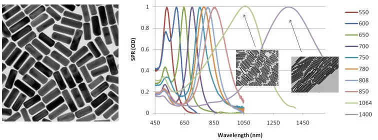 Left: TEM image of typical gold nanorods (10 nm x 40 nm) (Product No. 716820). Right: Gold nanorod peak absorption and scattering (extinction) can be tuned across the visible and near IR spectra shown on a plot of Surface Plasmon Resonance (SPR) to Wavelength.